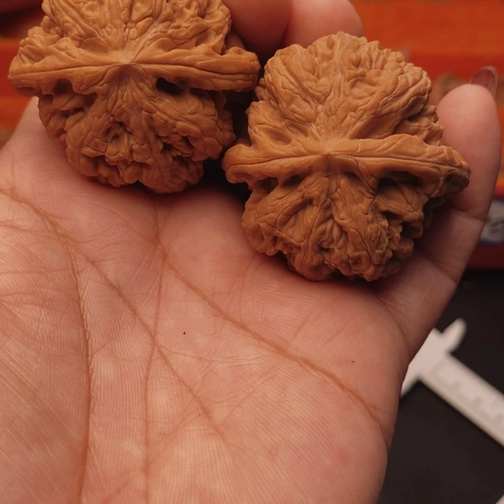 核桃大粗筋42尺核桃