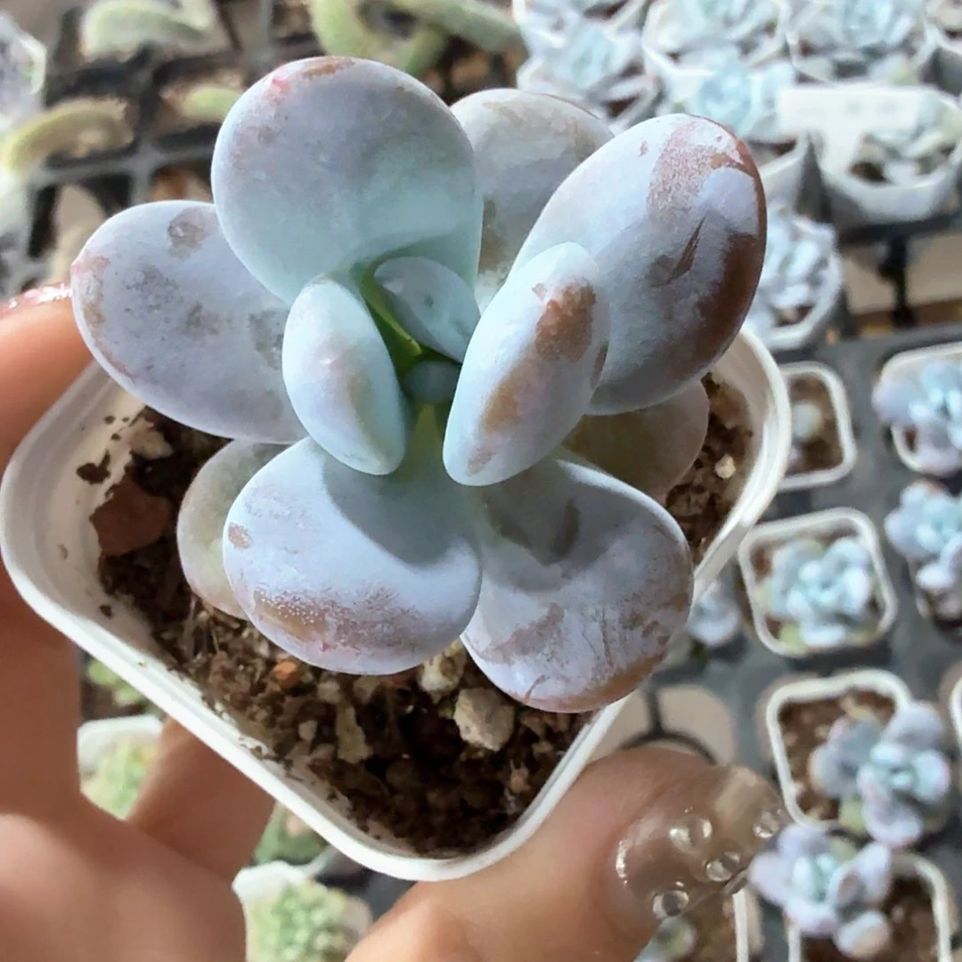 彩虹雪美人2盆一组