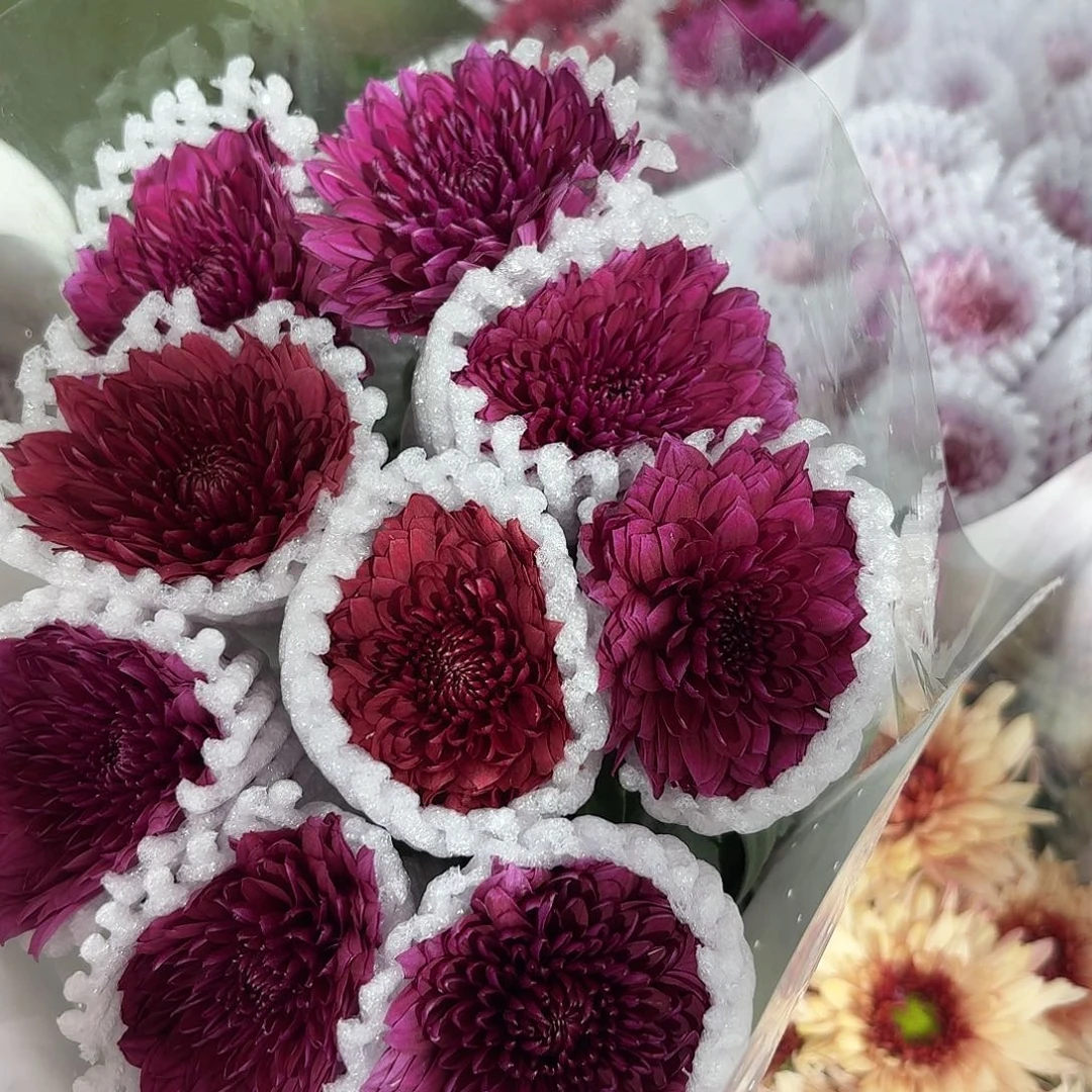 单头小菊丹特混色10支