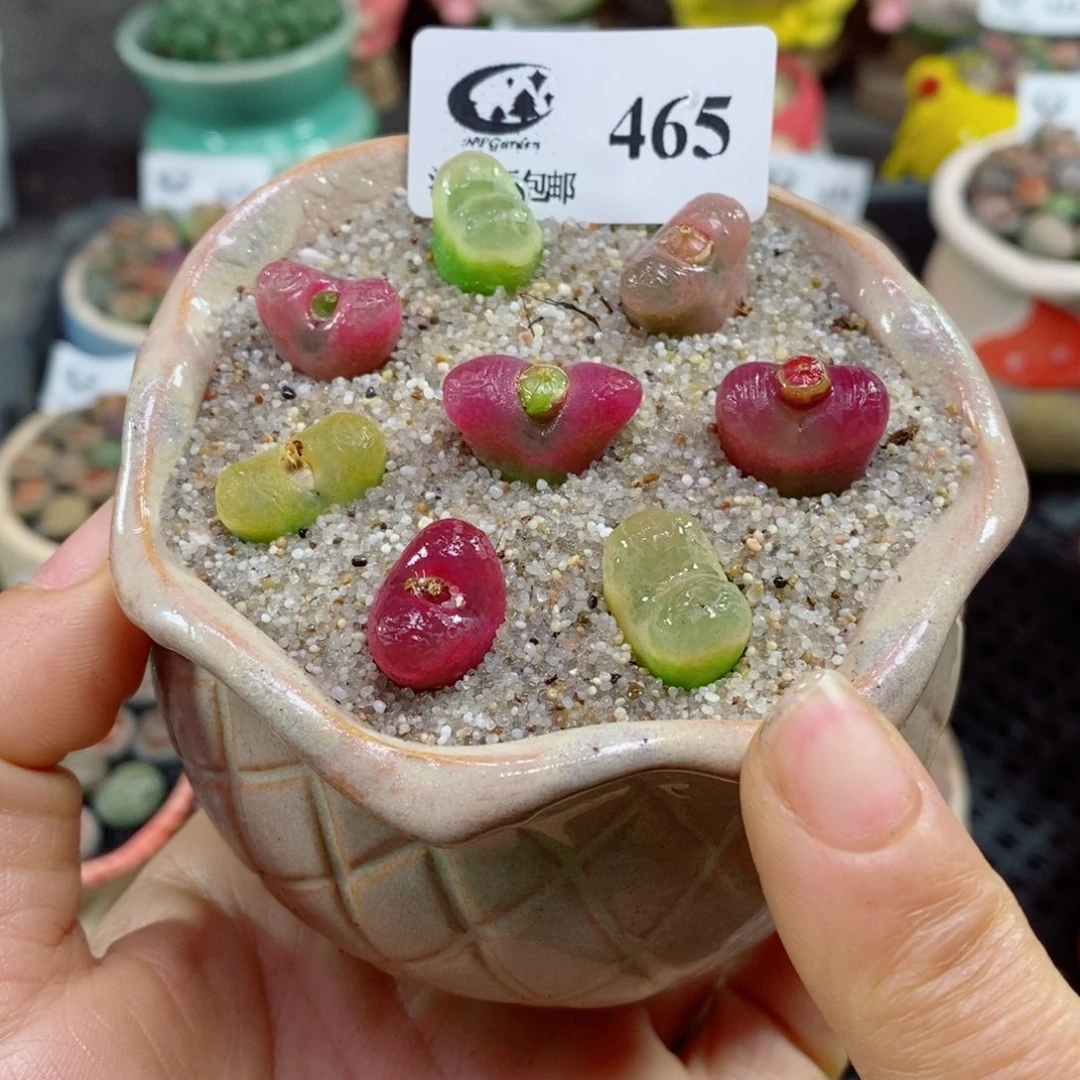 生石花花花花花花花花465