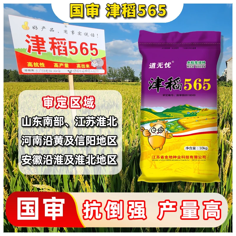 津稻565国审水稻种子洁田高产稳产出米率高米质好稻种厂家直销