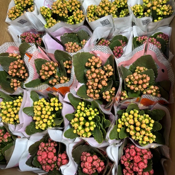 专拍10盆7.5cm长寿花