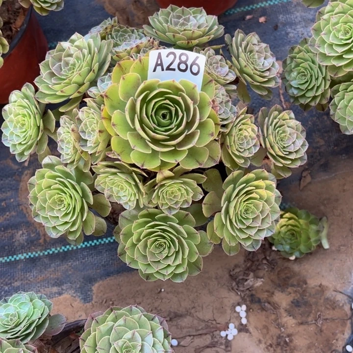 万拉丝多肉植物286.