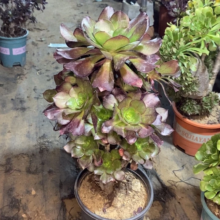 巫毒多肉植物63。