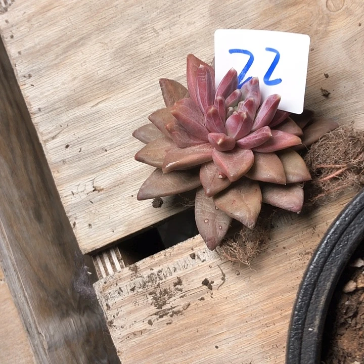 马*22///////////////