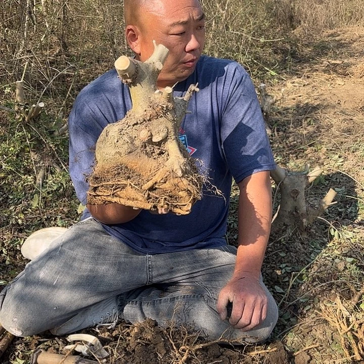 s***.无花朵对节白蜡素材一颗