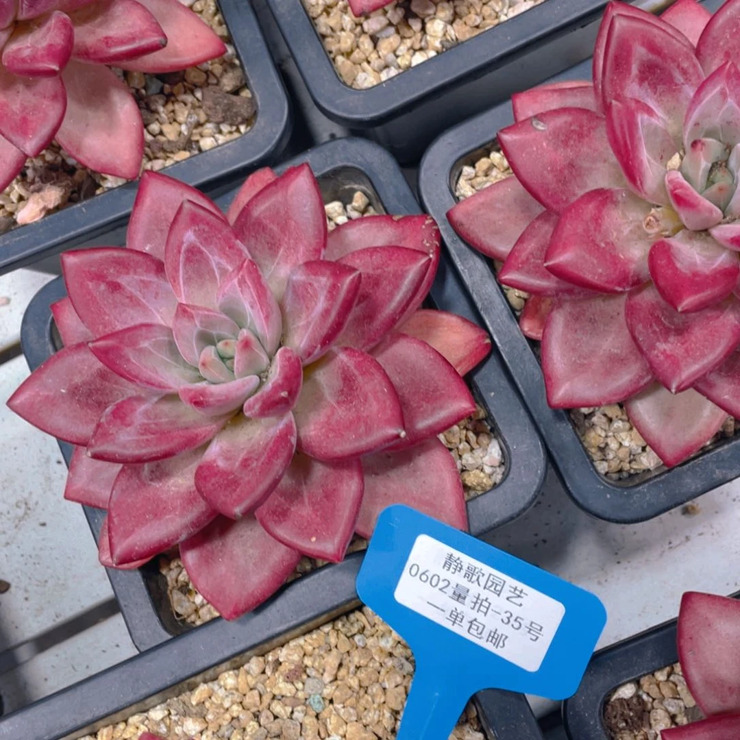 0602-35-大单头全状态赫菲斯托一颗