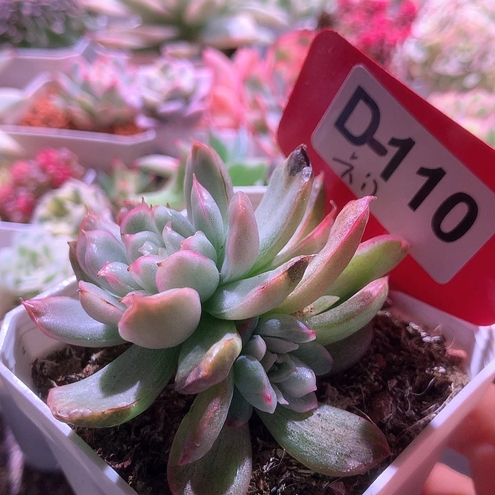 卡门覆轮锦有根有