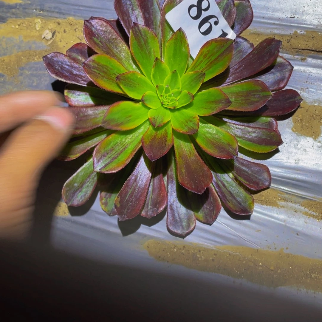 莫兰迪多肉植物861