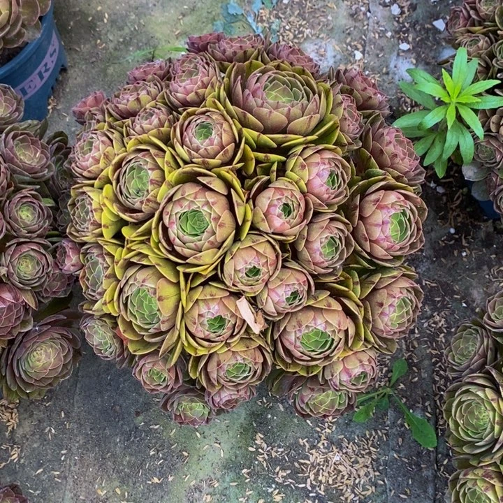 万拉丝一颗多肉植物