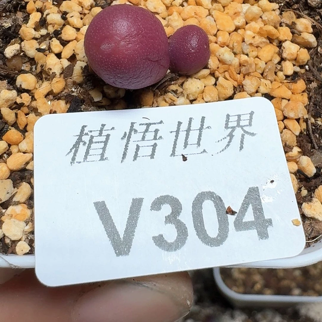 304号多肉植物哇f c