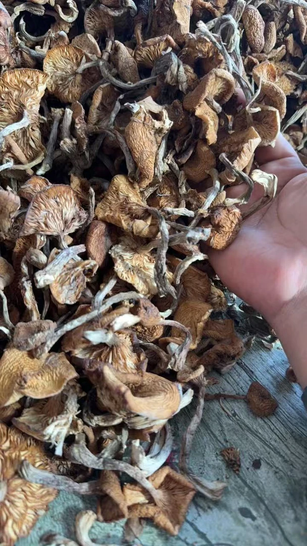 东北野生榛蘑新货无土根自然晾晒小鸡炖蘑菇食材500克
