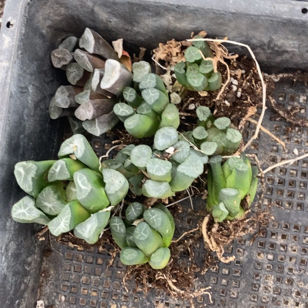 黑***砖1834全部一整筐。。。。