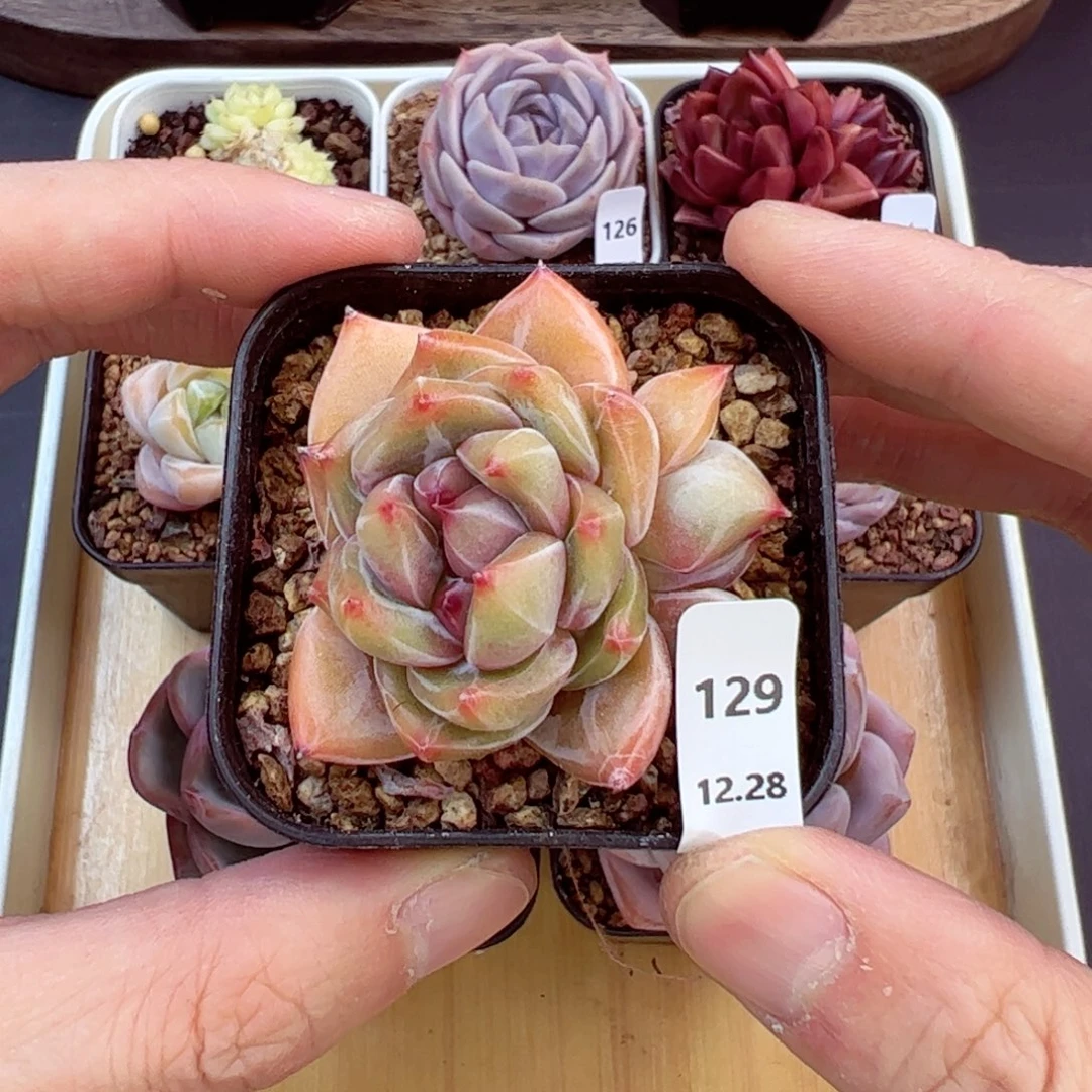 好好看129、哈哈哈哈