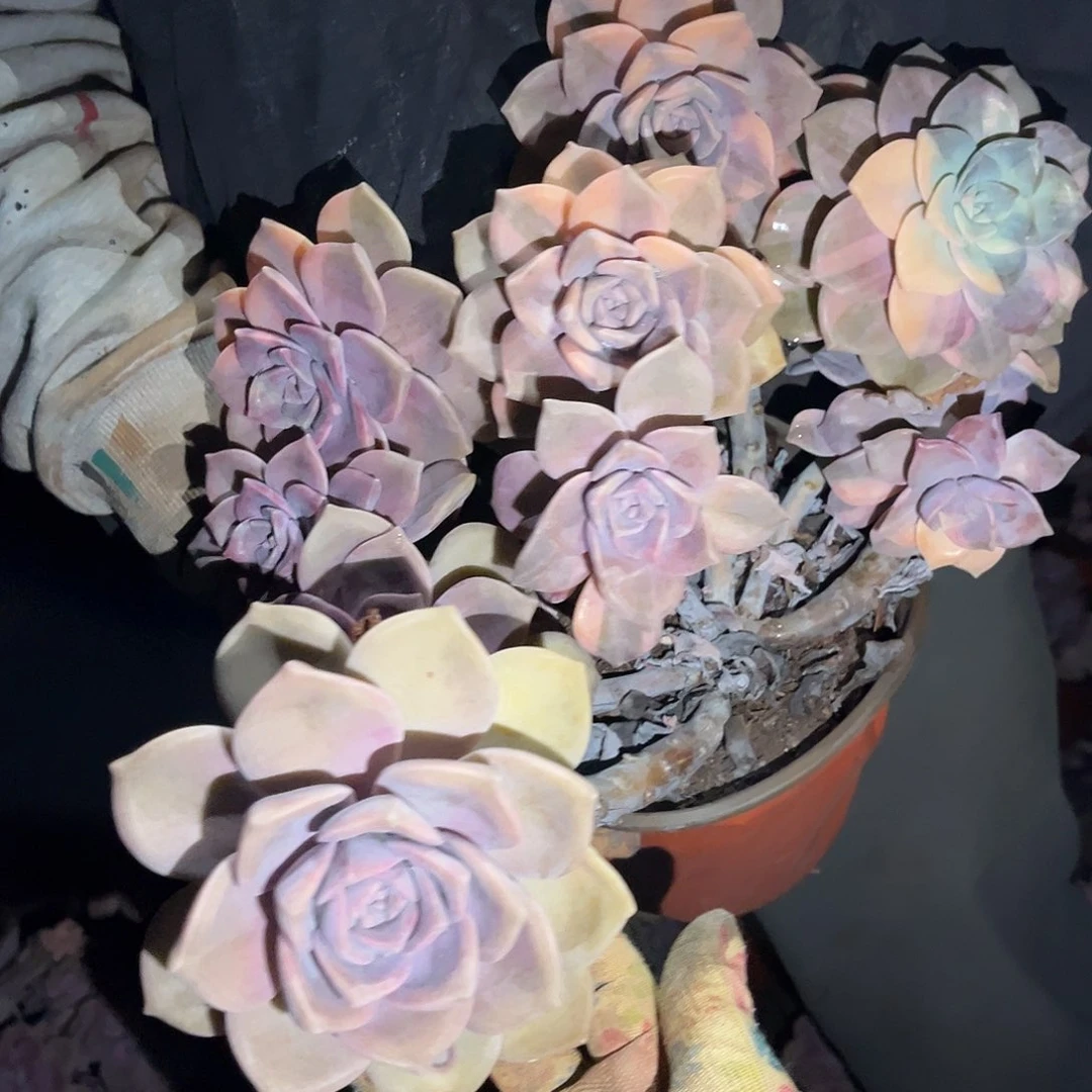 逆**行多肉植物紫乐景c51