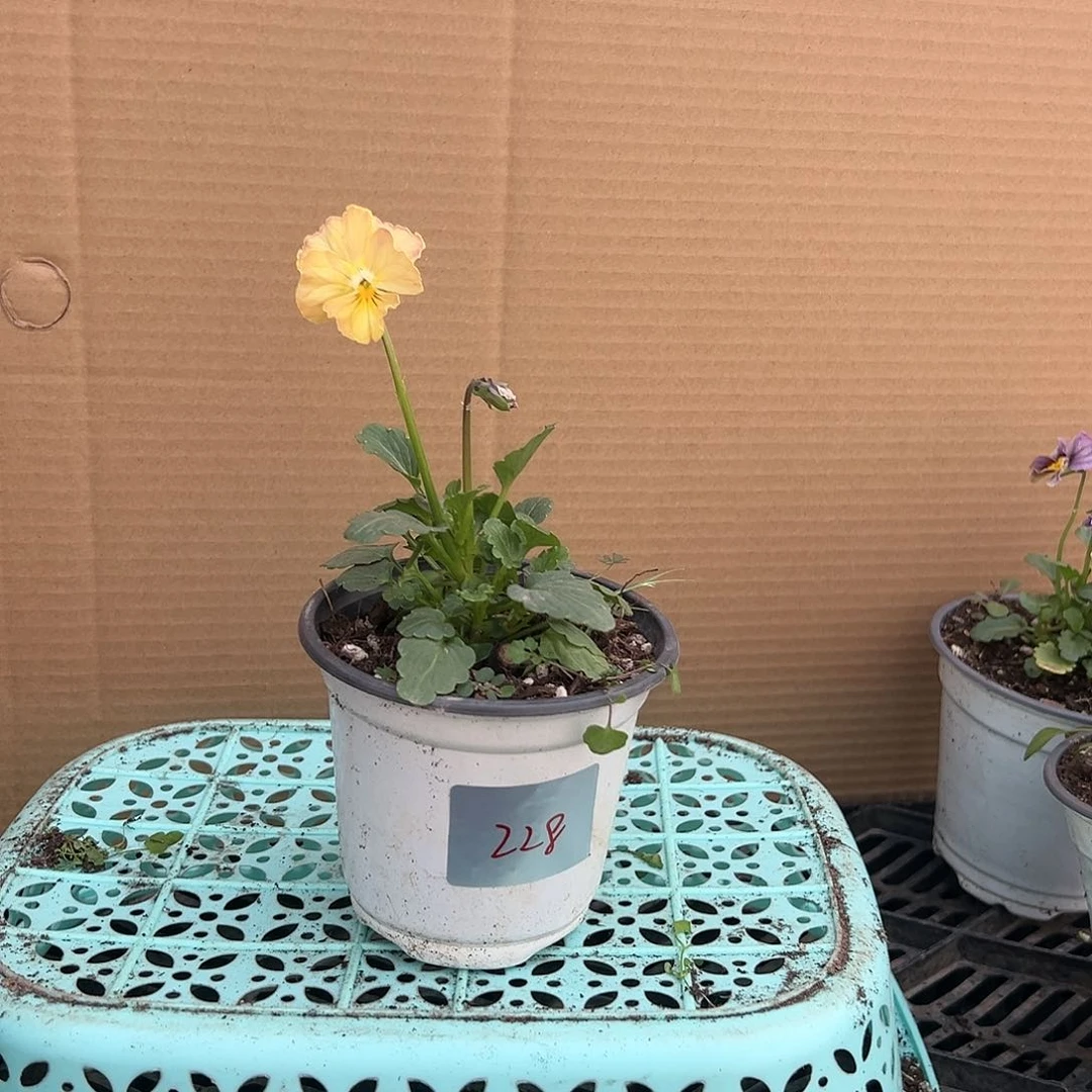 【闪购商品】完全开放228号