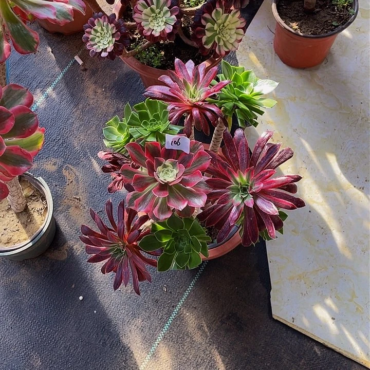 欣*架接法师一个106号