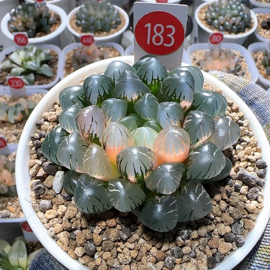 183号大窗冰灯玉露锦 非组 6.7 厘米左右一物一拍带盆土发货