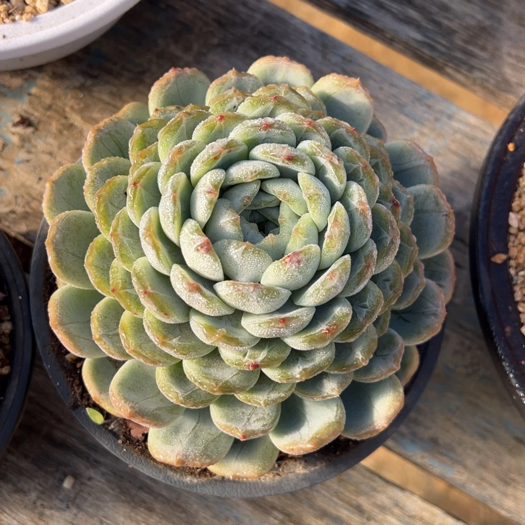 白恋 单头 夏鸣园艺