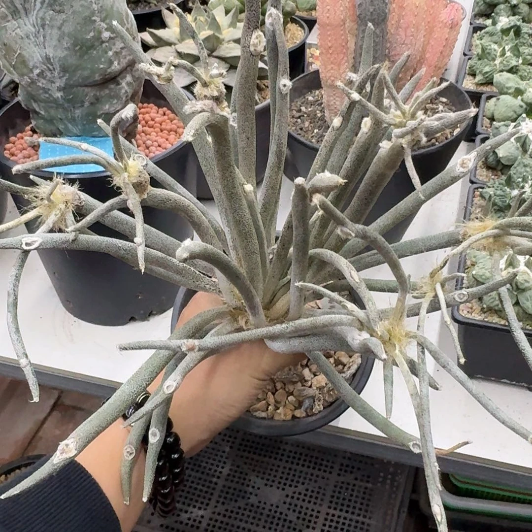 苗接美杜莎仙人球