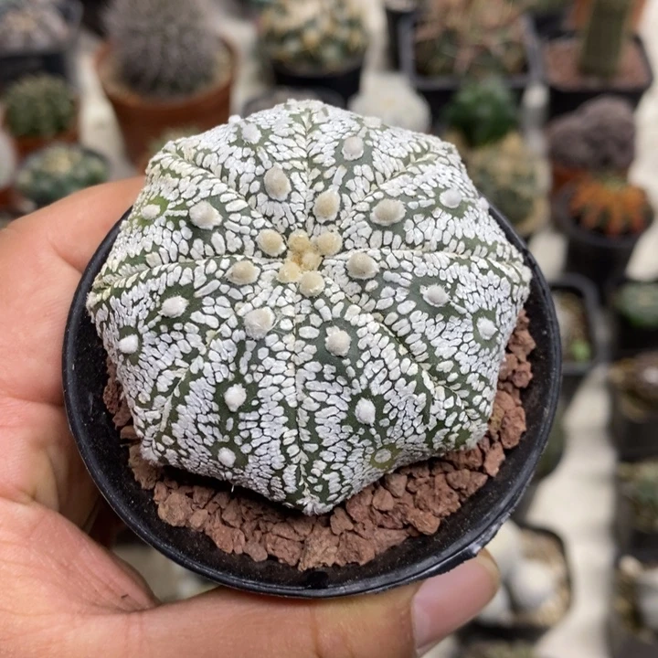 实生海星浓白兜特价