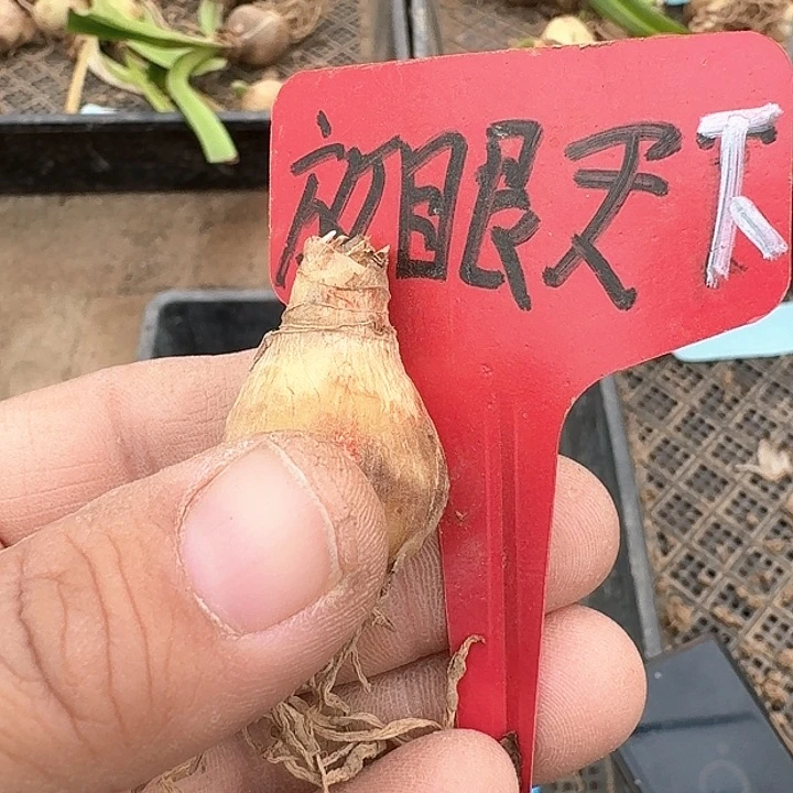 当前无花朵，栽培后可花朵?****方言天下