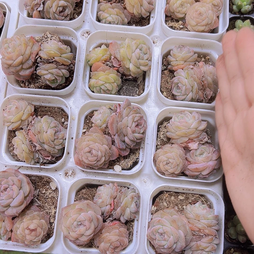 秘境群19包邮多肉植物