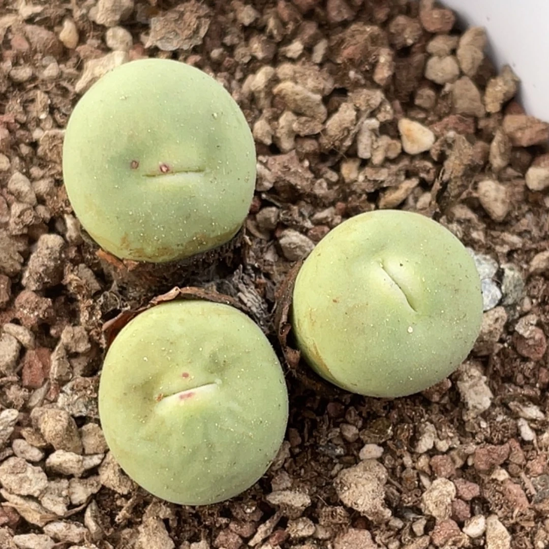 8-48嘴多肉植物肉锥