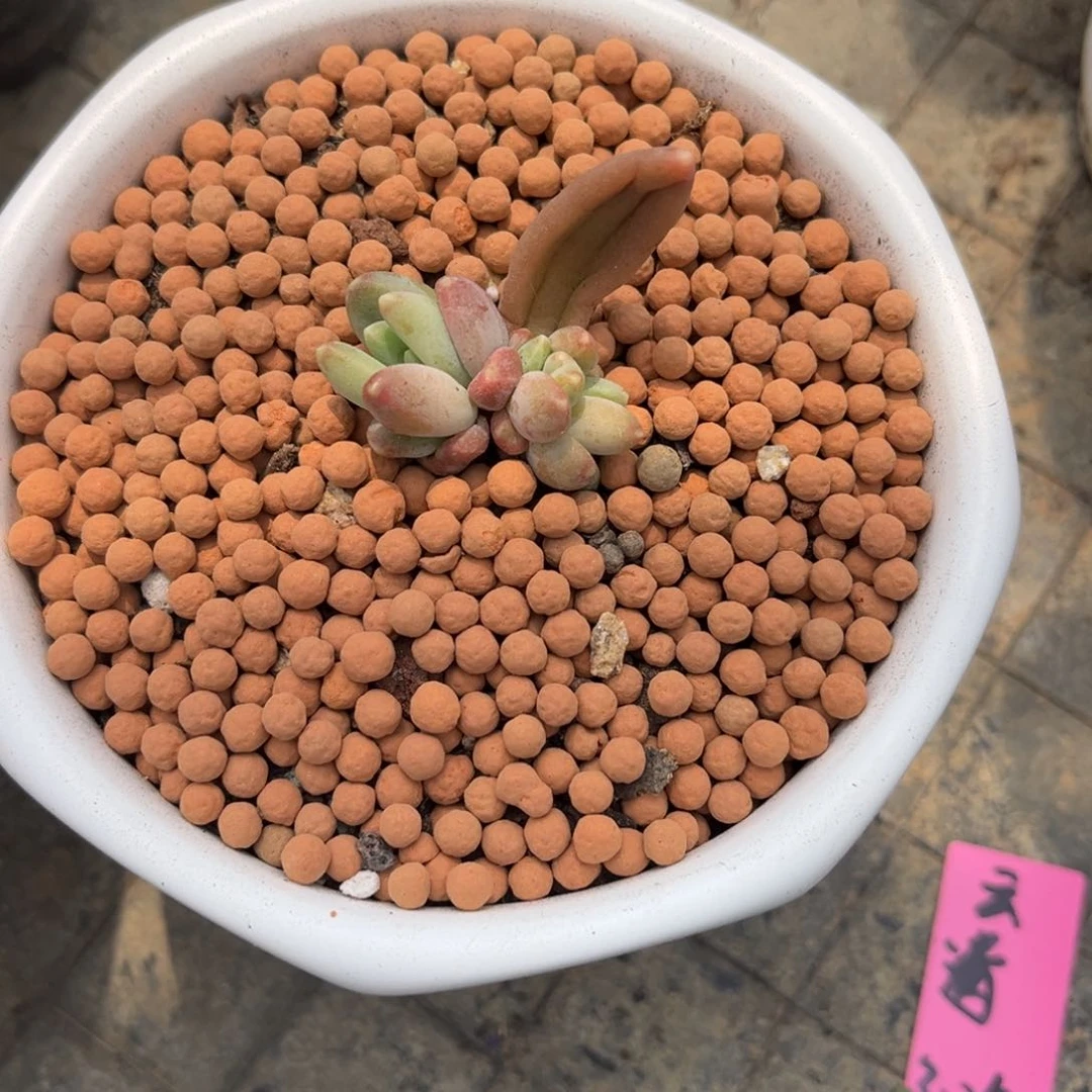 L****l多肉植物多肉植物