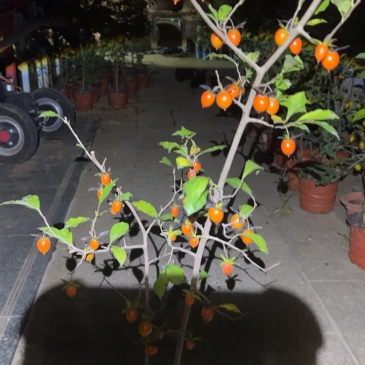 *****无花朵哈哈哈哈哈哈哈