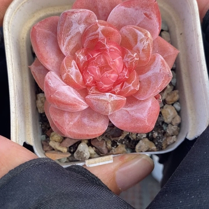 1208-563，粉魄多肉