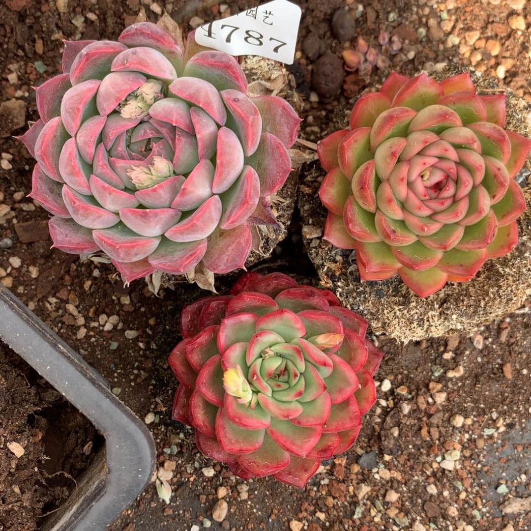 4787三颗杂交多肉老桩