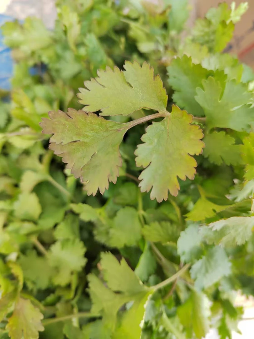 露天种植老品种霜打红叶矮脚香菜