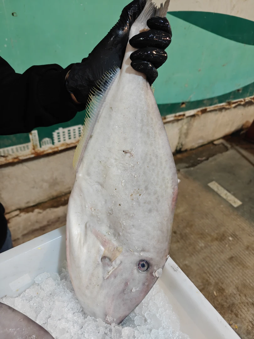 剥皮鱼（ 大马面） 肉质鲜味滋补营养美味佳品 汕尾港码头冷链包邮