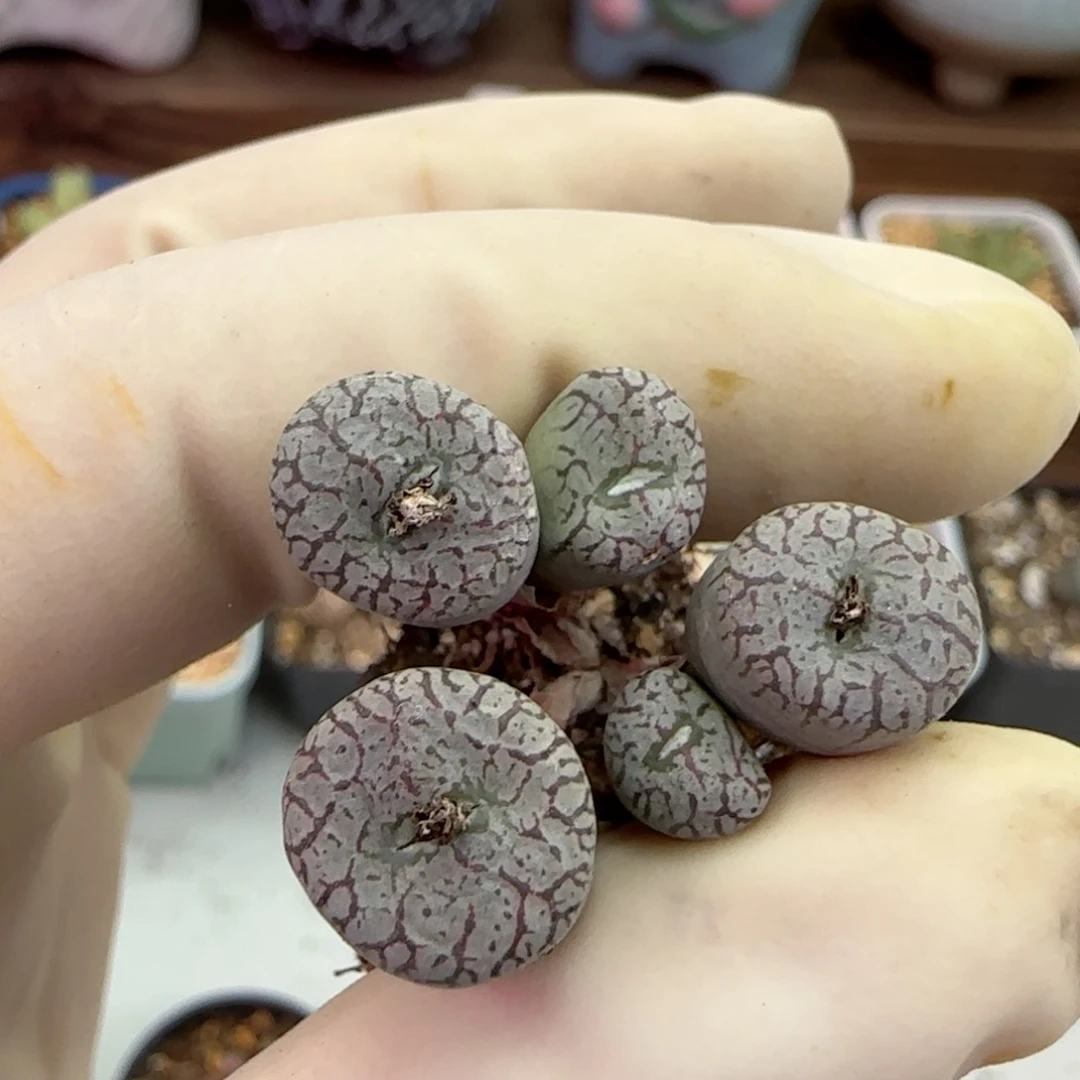 112康普提杂交福利