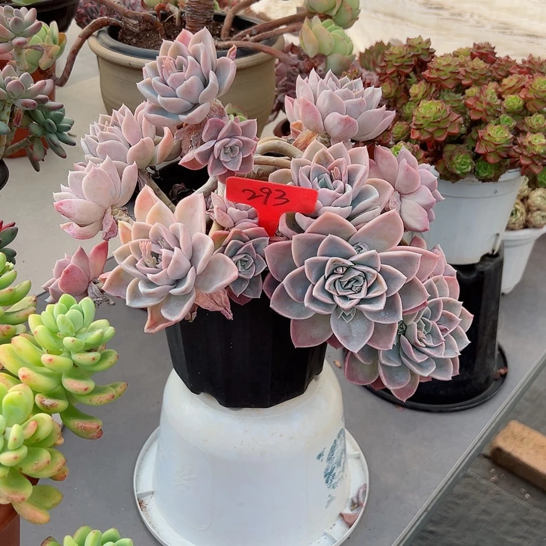 女**?293哈利沃森多肉植物