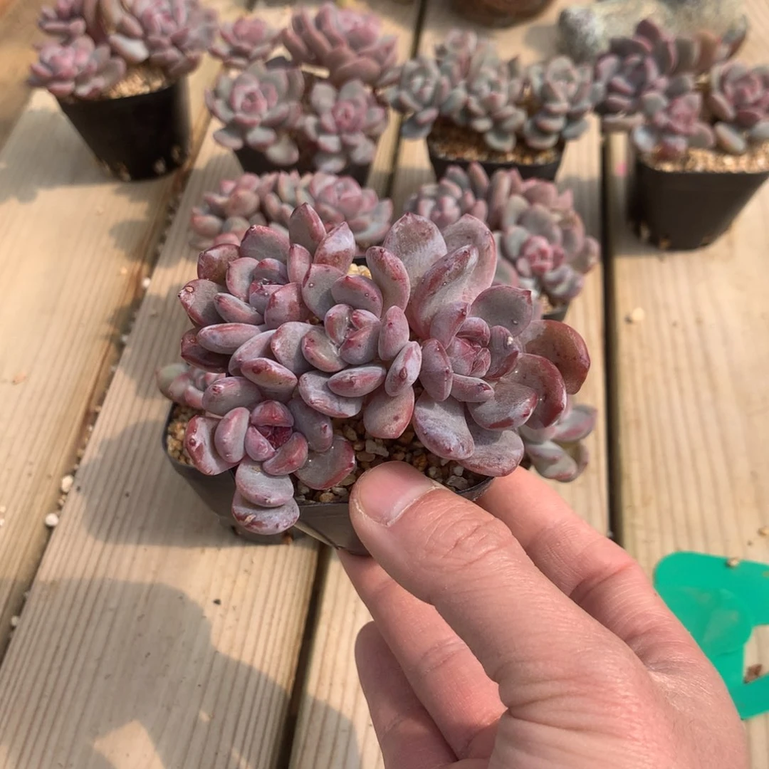 夷*夷微突尼斯发货多肉