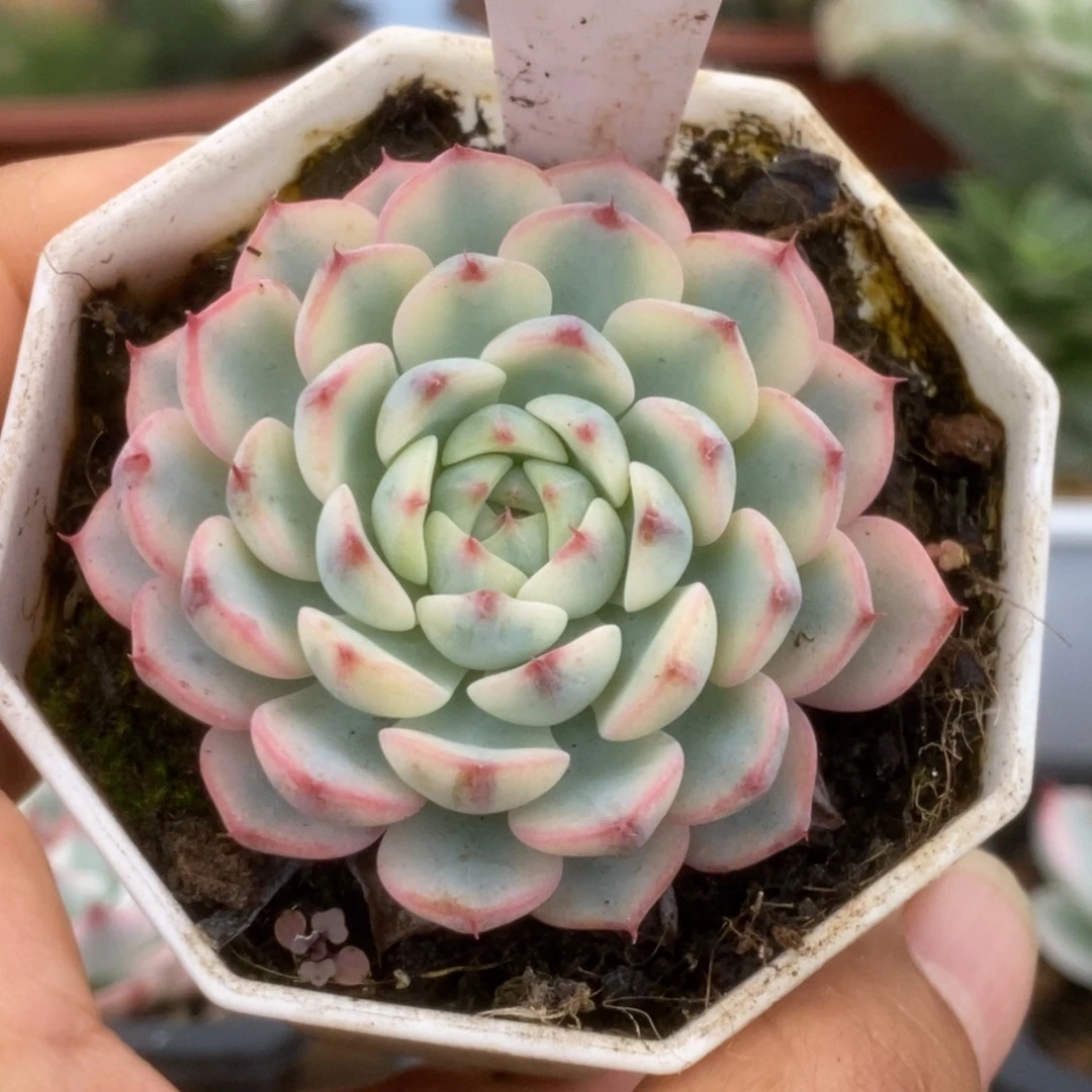 083姬莲锦锦锦锦锦