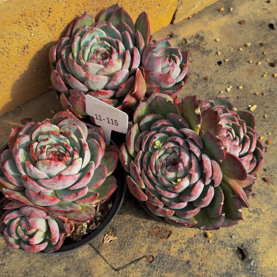 *****11-115三颗惊鸿仙子福利不包损