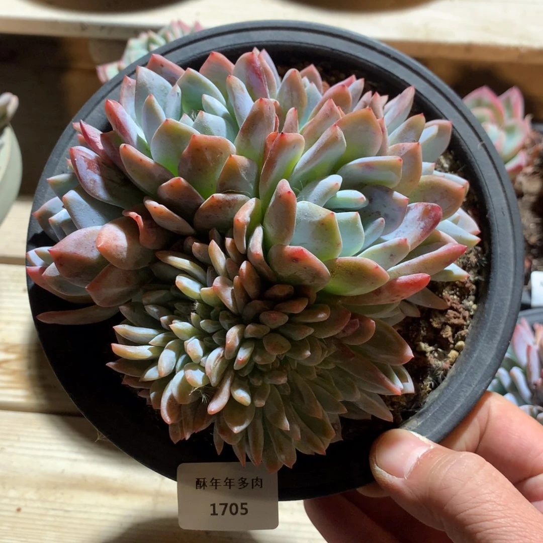 1705橙梦露叶插缀化一颗14厘米