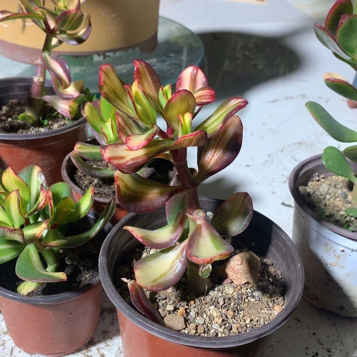 熊*B25卷叶独杆脱土发