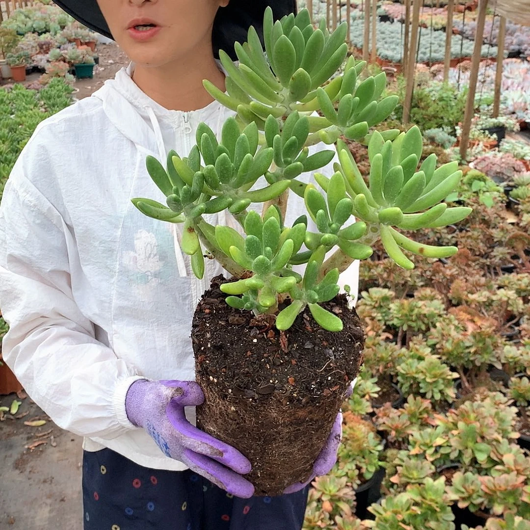 金蟾25 多肉植物量拍