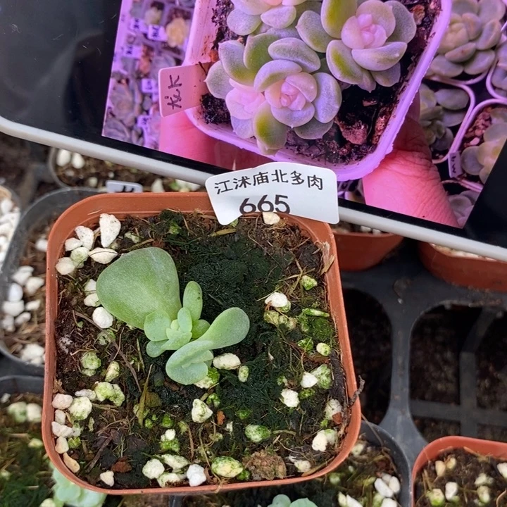 标665龙葵一个专拍