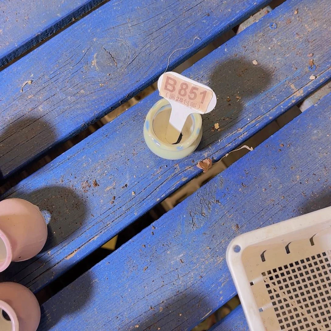 路*西B851一个盆一物一拍