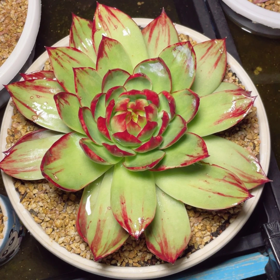 惊鸿仙子冠服23左右