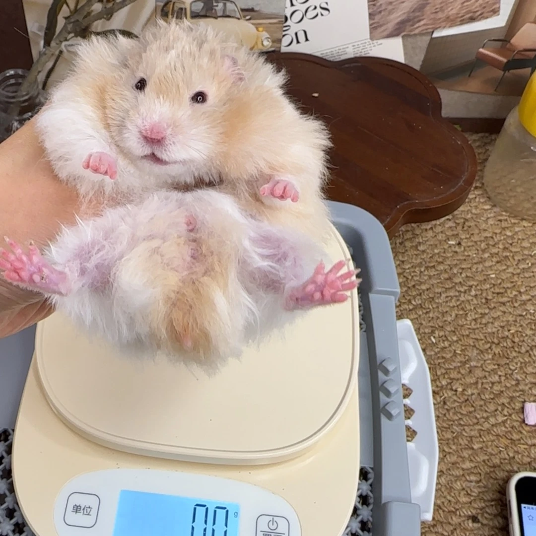 黄巧波弟弟8.26生日