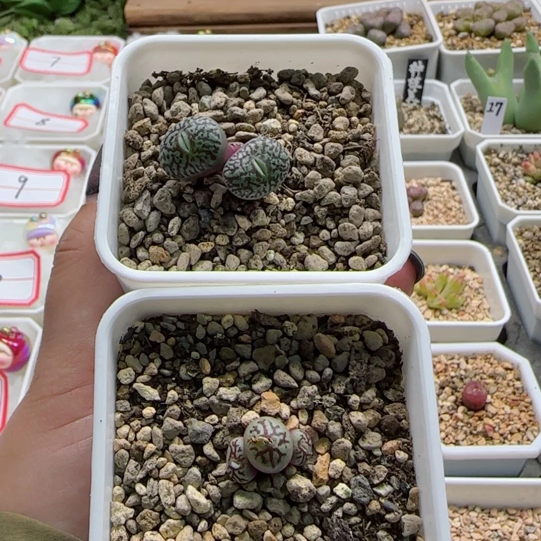 用****92-12开播福利墨母本多肉