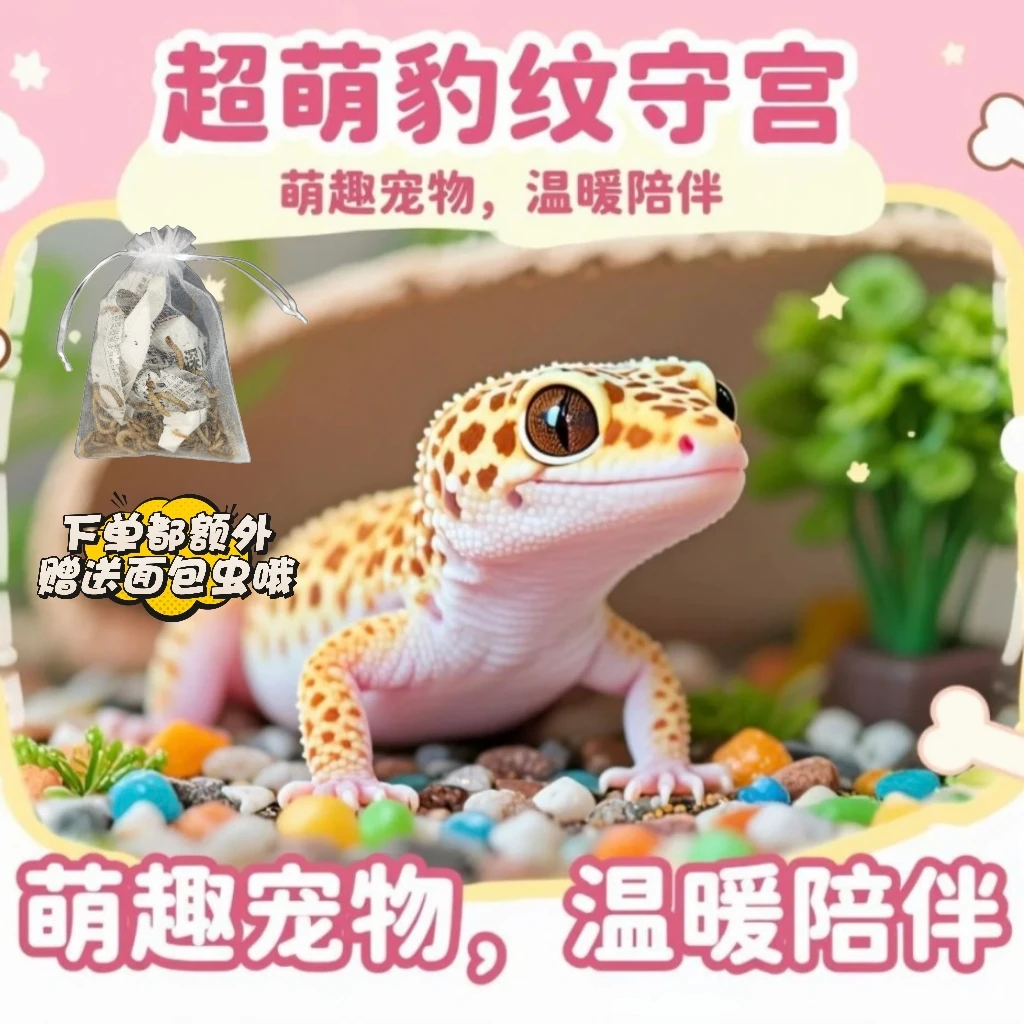 【新手必备萌宠】特价福利！一物一拍豹纹守宫精品大苗银河蜜橘