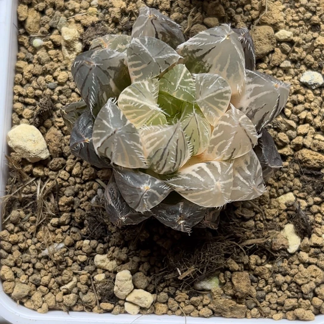 179秋祭玉露锦福利专场