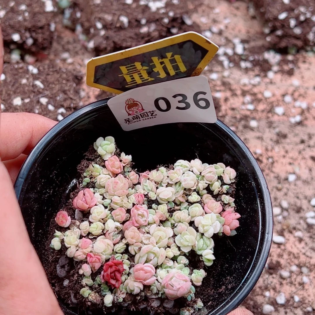 当前无花朵，栽培后可花朵